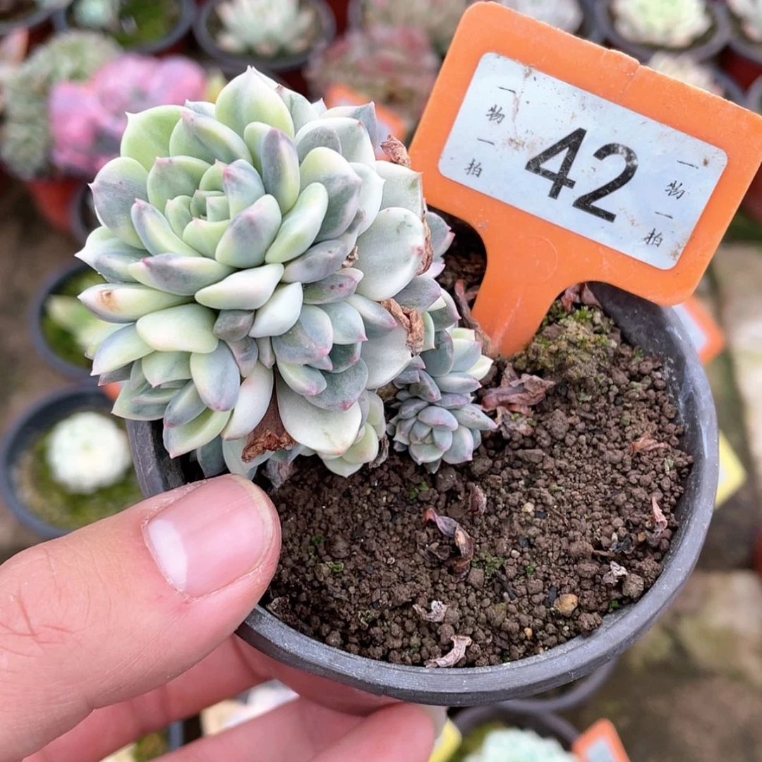 【闪购商品】42号的