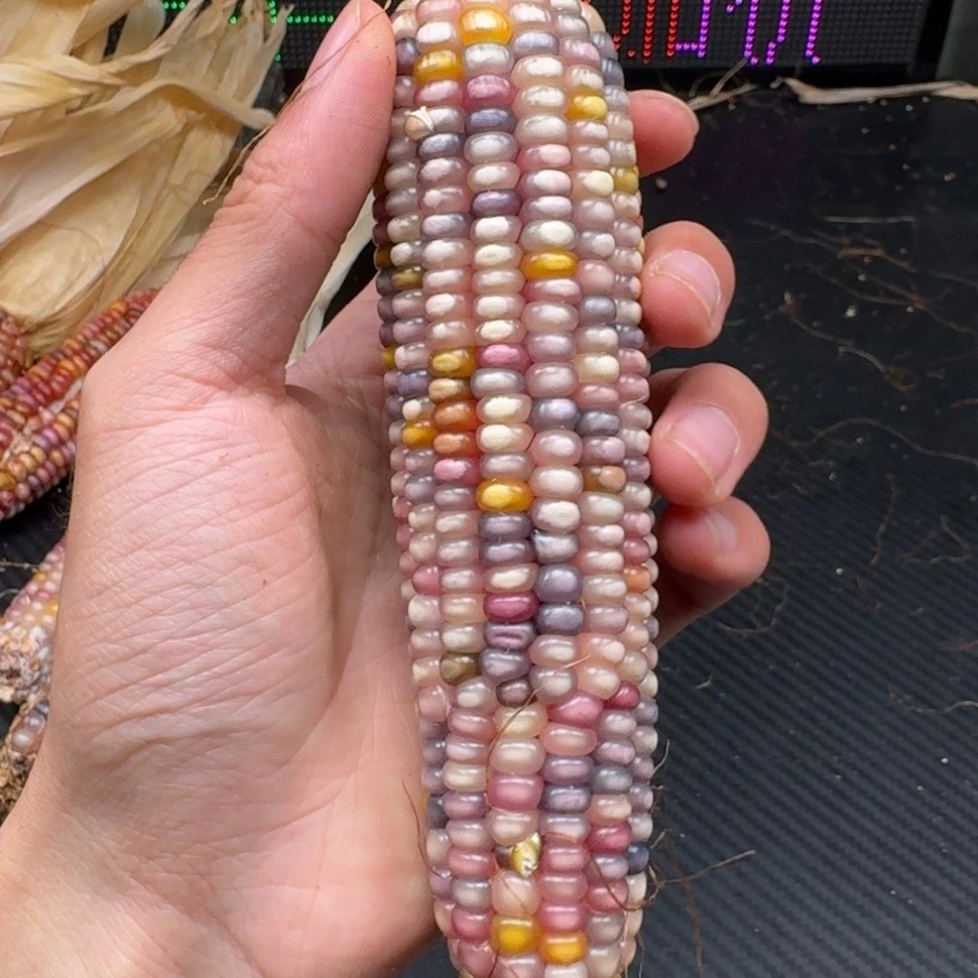 ****过柏香籽/百香籽吊坠