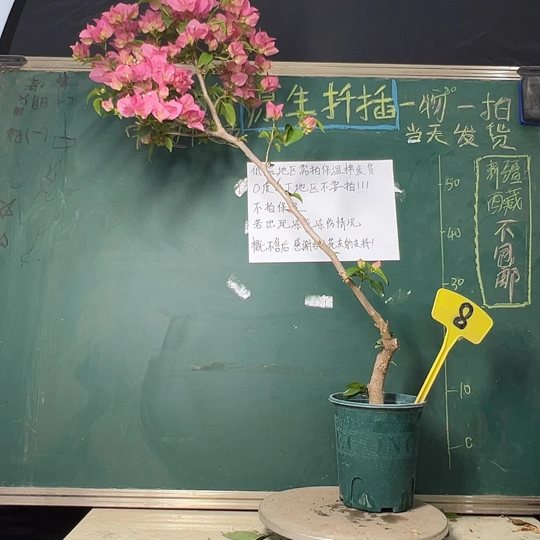 完全开放95cm 绿叶水晶 原生小树头  8