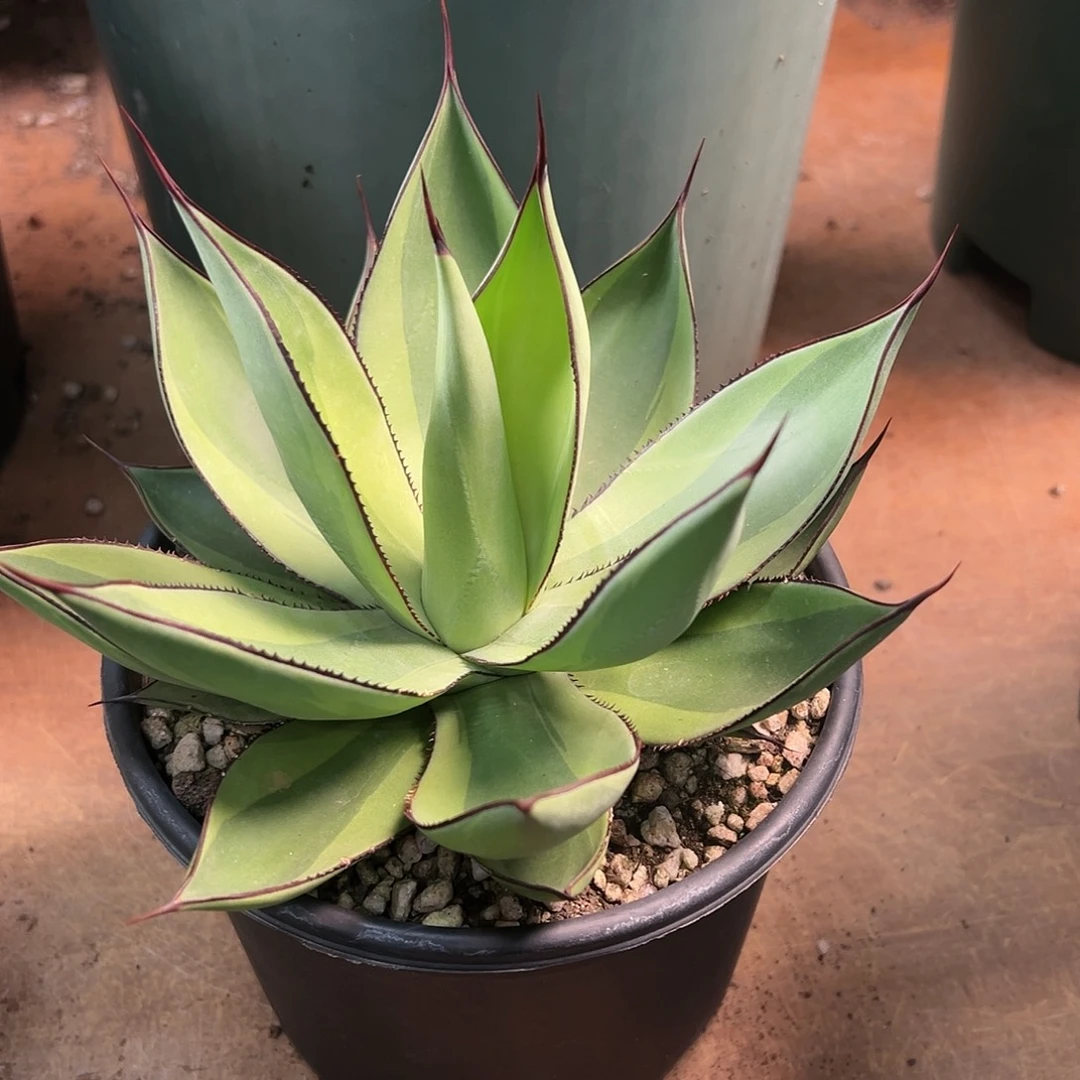 无花朵多肉植物红色天际线