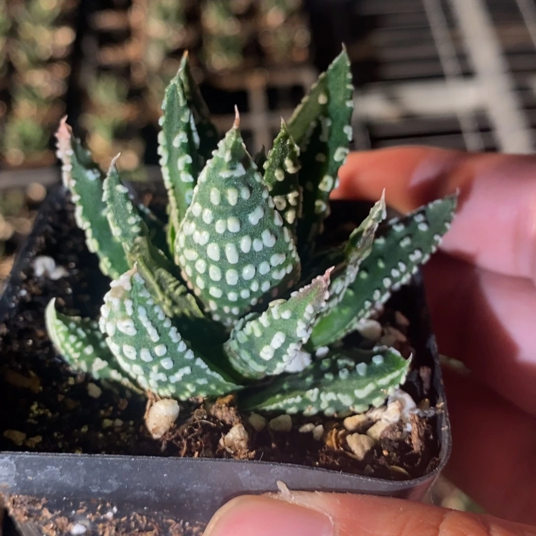 2801 一颗泪珠硬叶