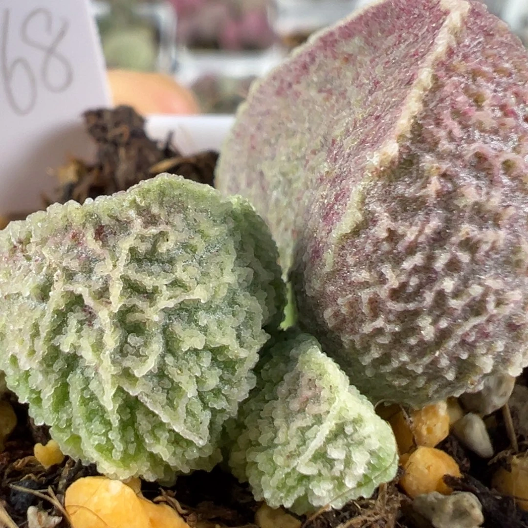 w倒刺款实生新品多肉植物
