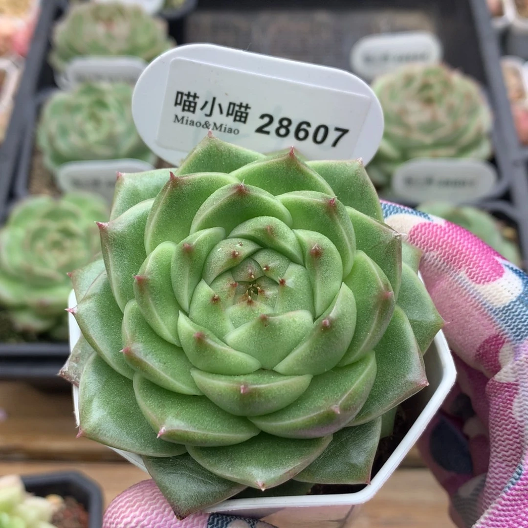 多肉植物翡翠琉璃