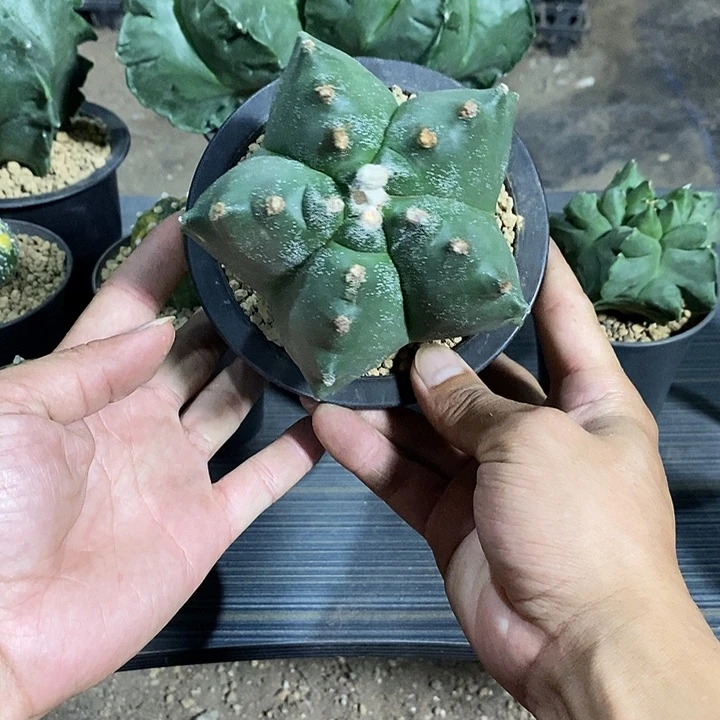 润***清鸾凤玉实生脱土发货