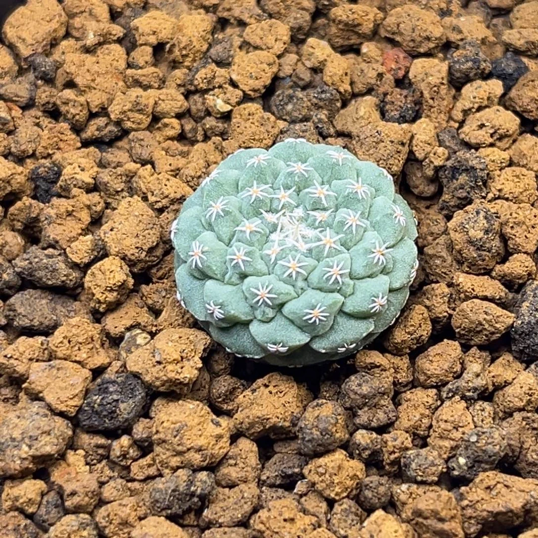 赤花菊水Zzzzzzzzzzzzzzzzz