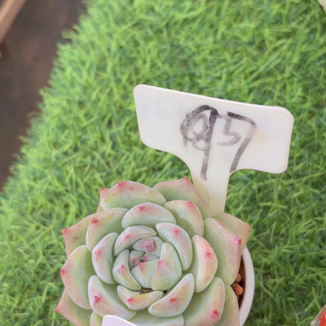 我的小可爱们都好可爱