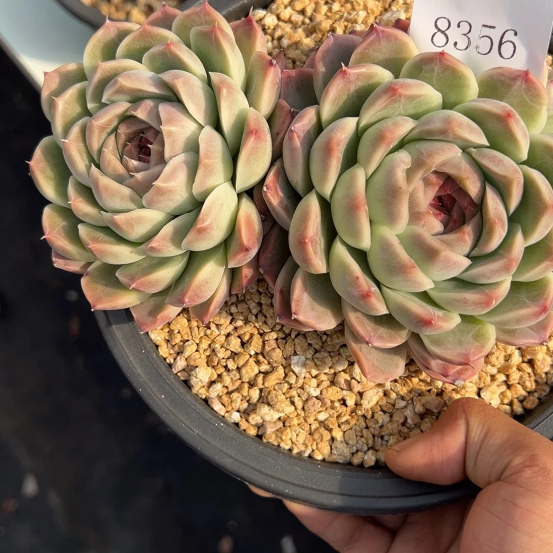 米*丫8356多肉多多多多多