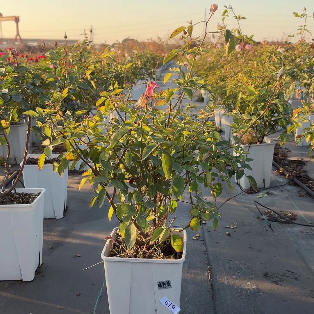 当前无花朵，栽培后可花朵619