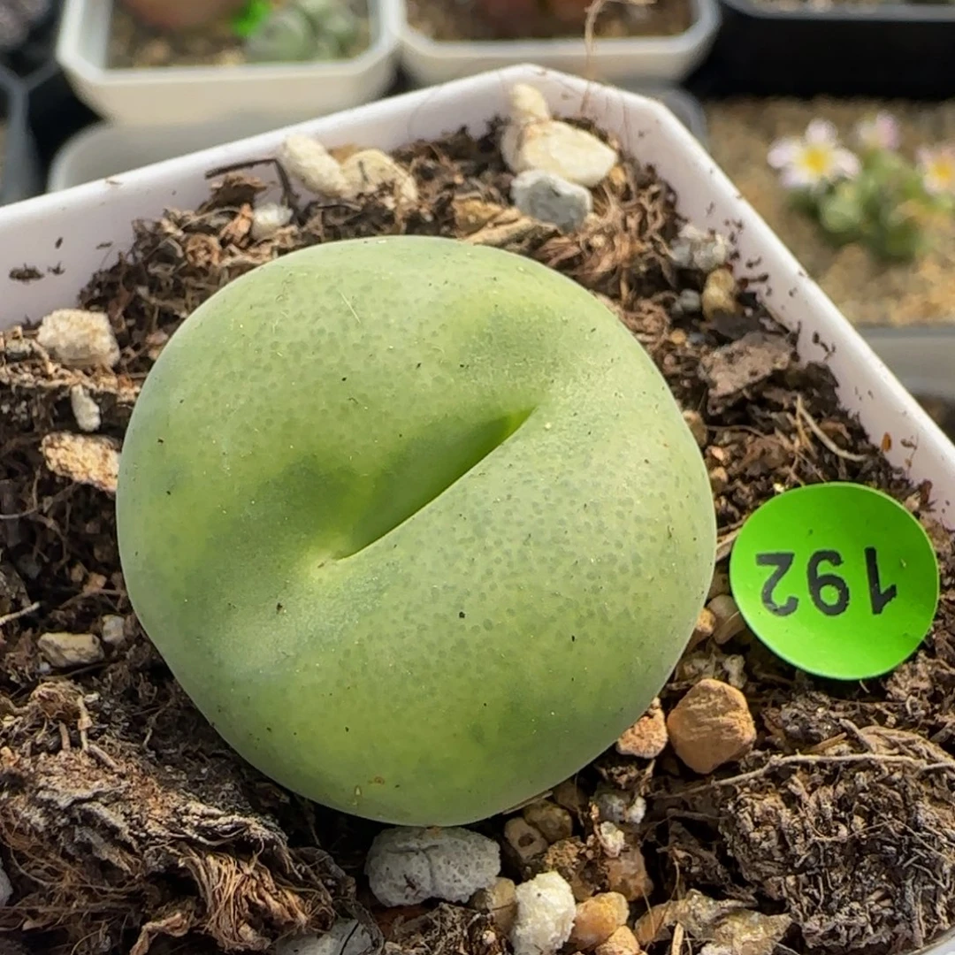 巨无霸翠光玉多肉植物192
