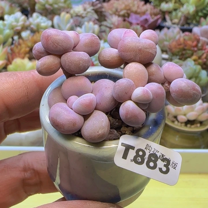 t883 一物一拍带盆发