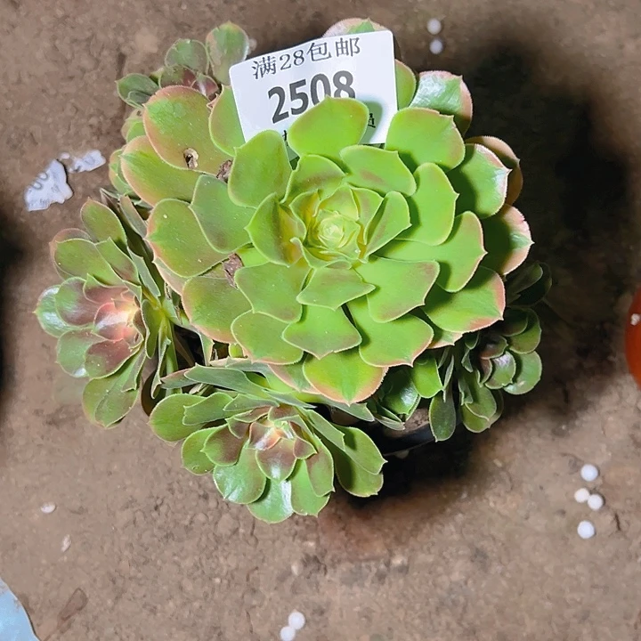 2508香妃多肉植物保护