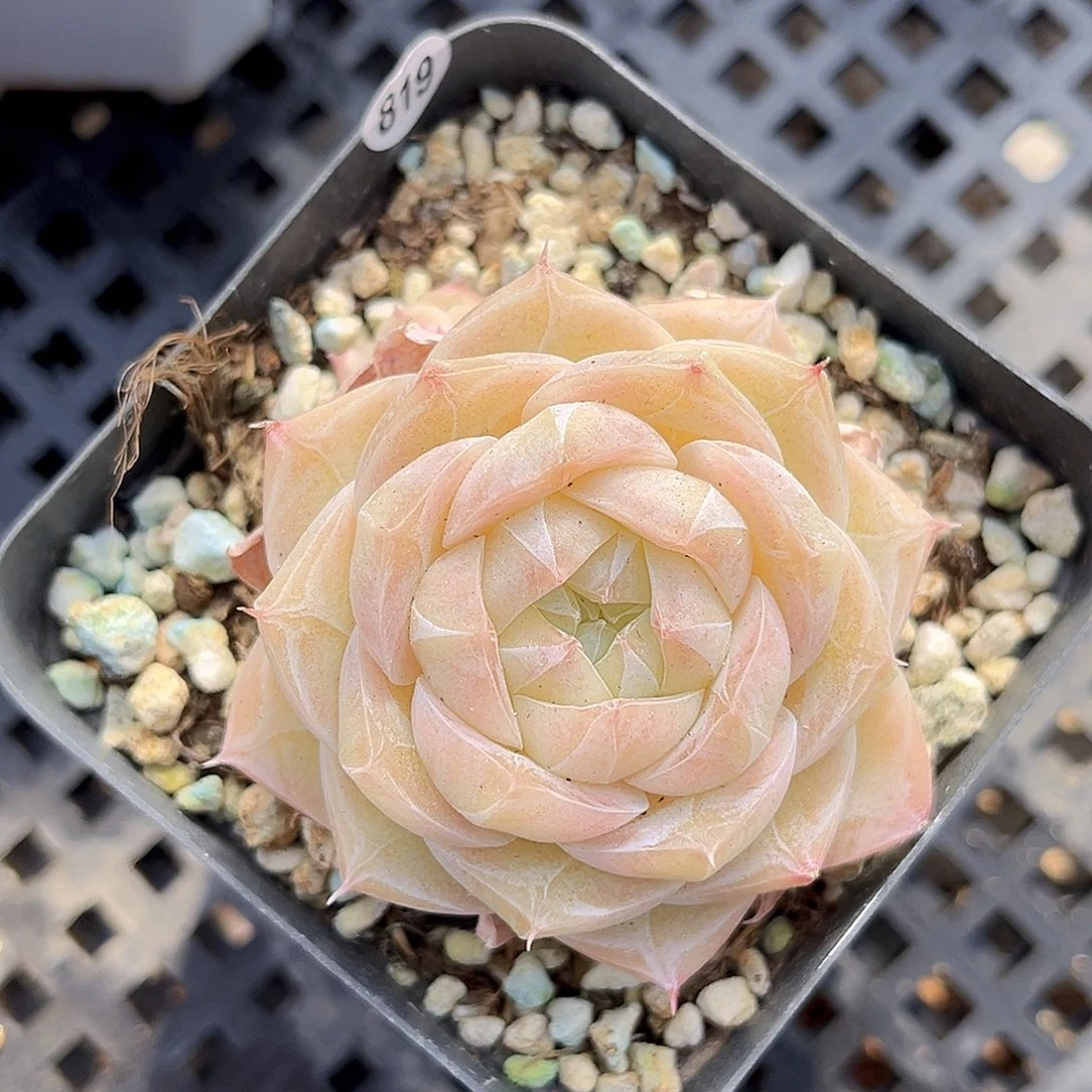 819  夏末珍妮多肉18包邮