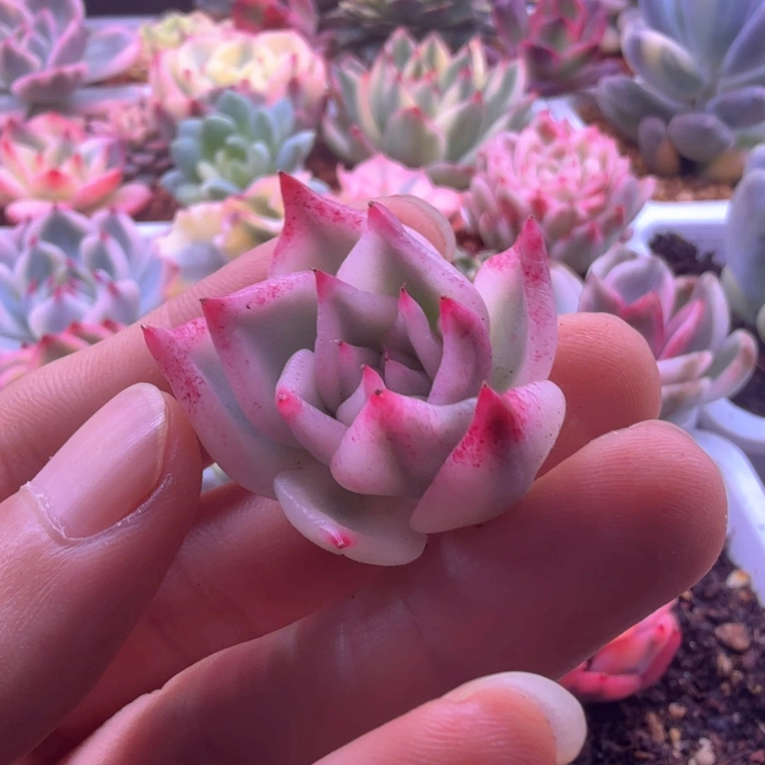 l***gLove多肉植物 皮蛋锦