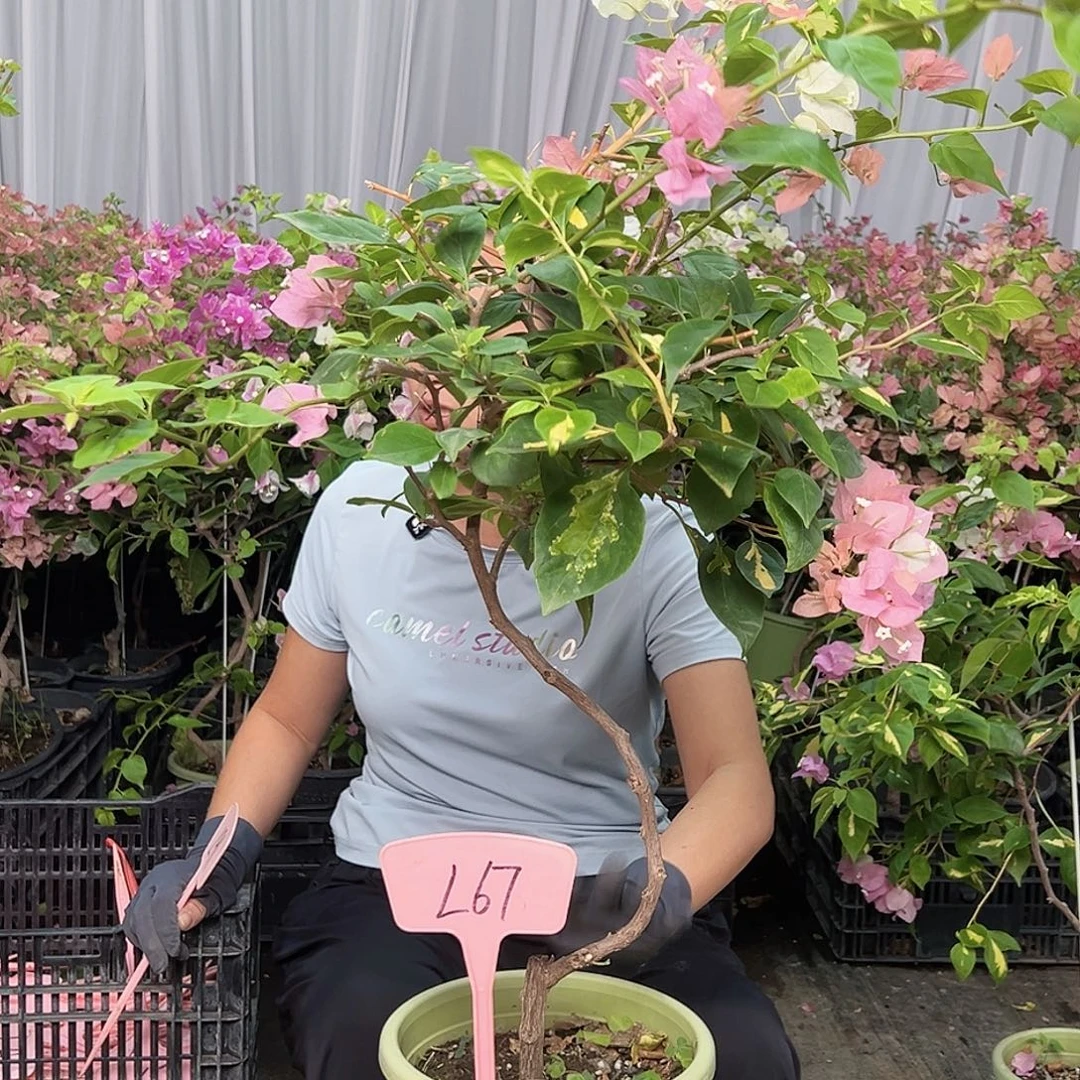 时***苒当前无花栽培后可以开花L67橙白