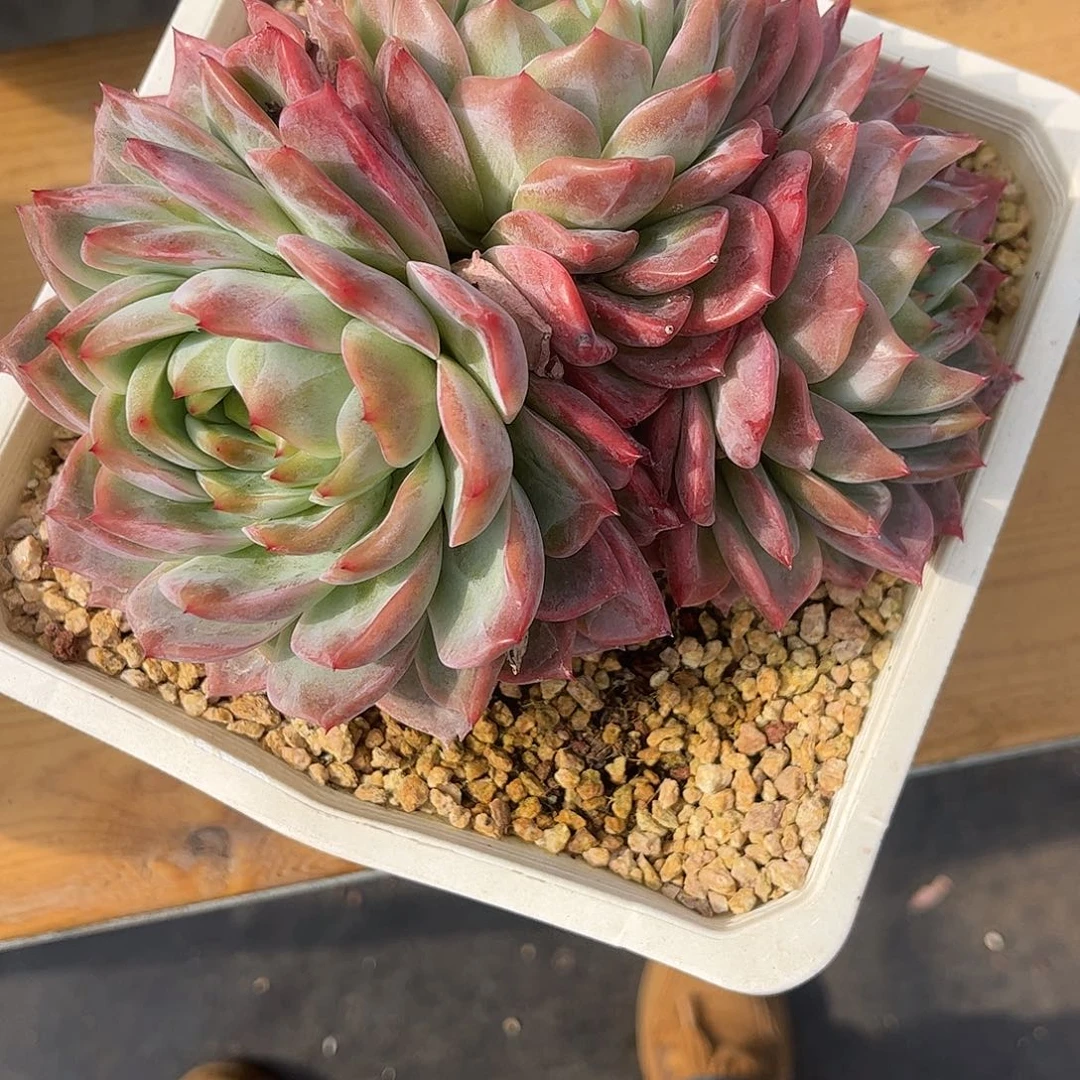 60七彩橙。