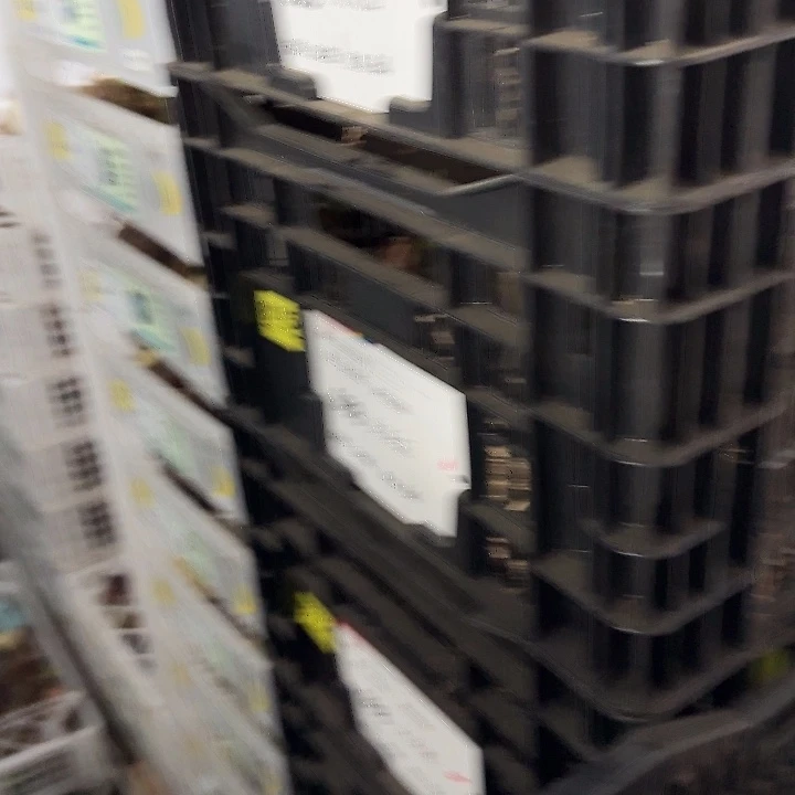 大天后6.5公分花后福利