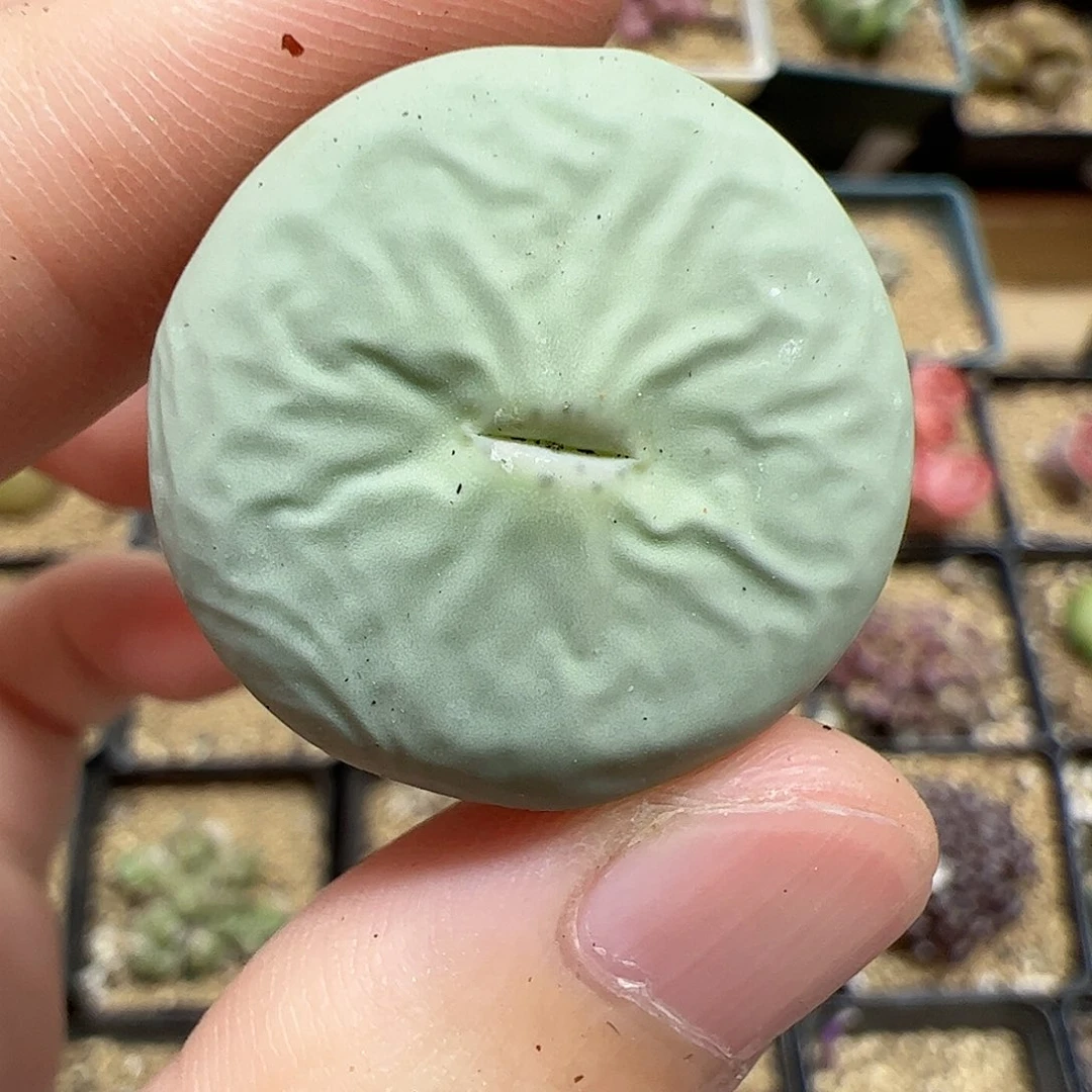 【闪购商品】112 秒