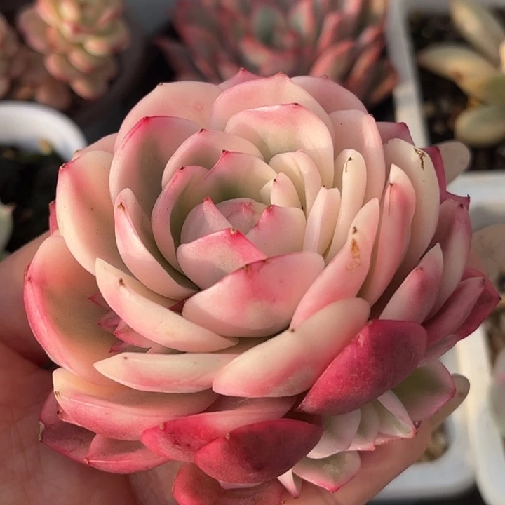 粉水晶锦一颗价格头盖