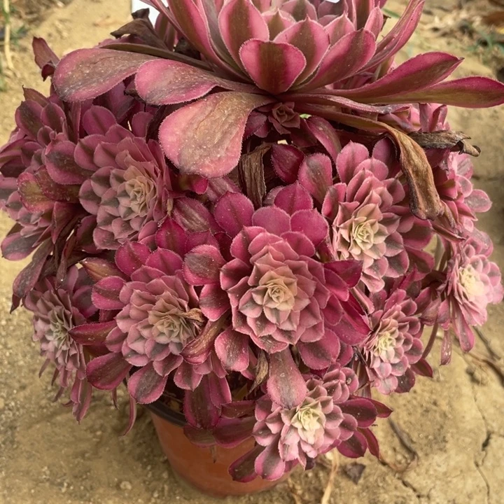 无花朵476多肉植物红铜白