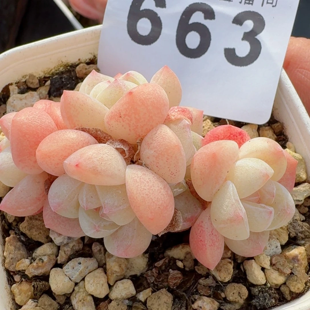 小脸冰玉群生      愿你一路坦途，乘风破浪展宏图