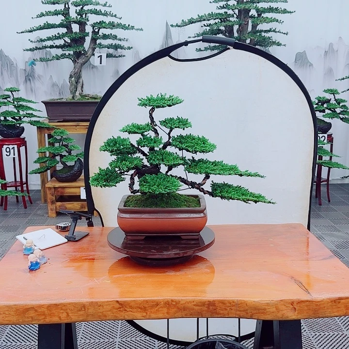 觉***魂无花朵松柏盆景一物一拍