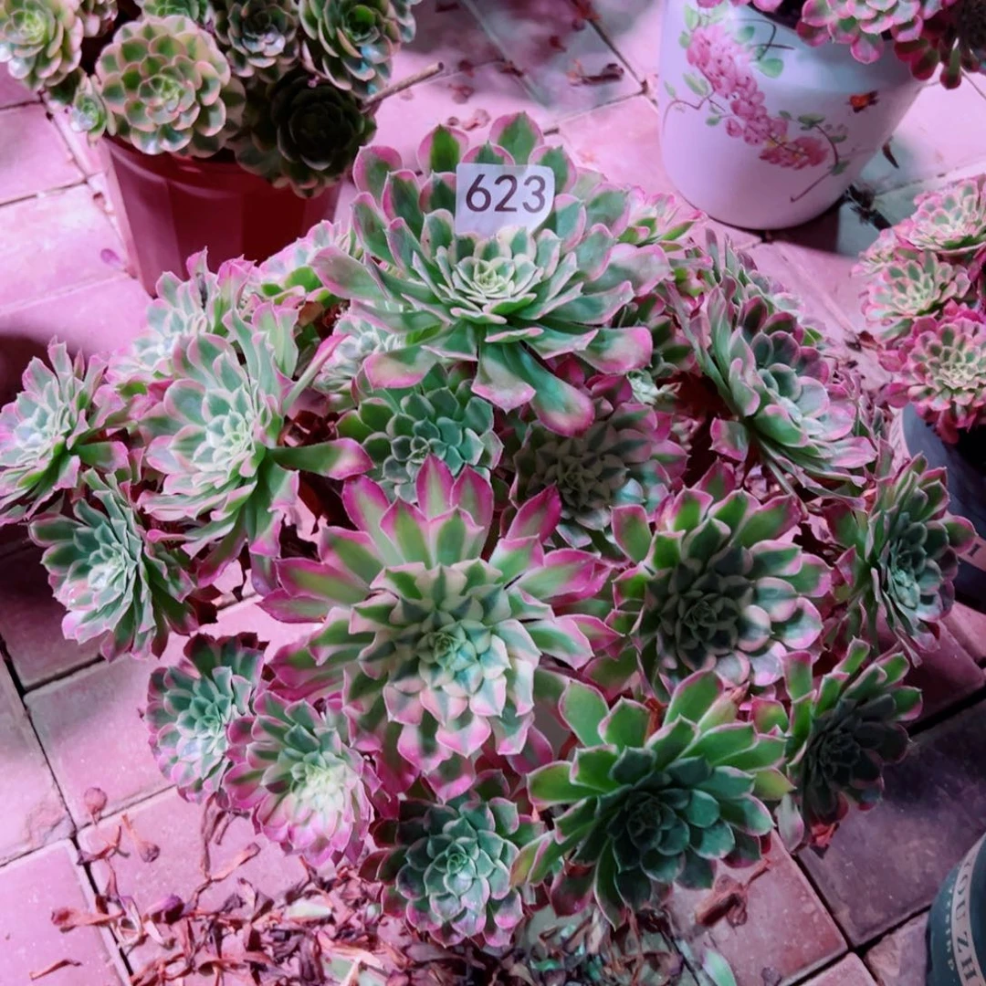 623绿体同花顺法师多肉植物