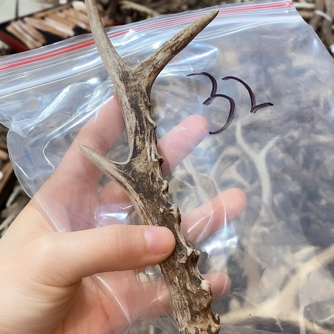 鹿角鹿角鹿角鹿角