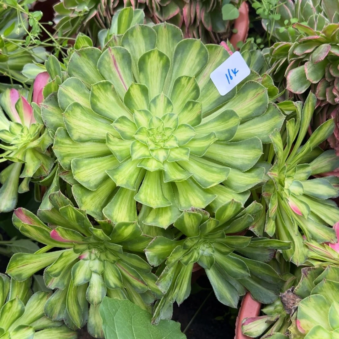 164知否多肉植物一