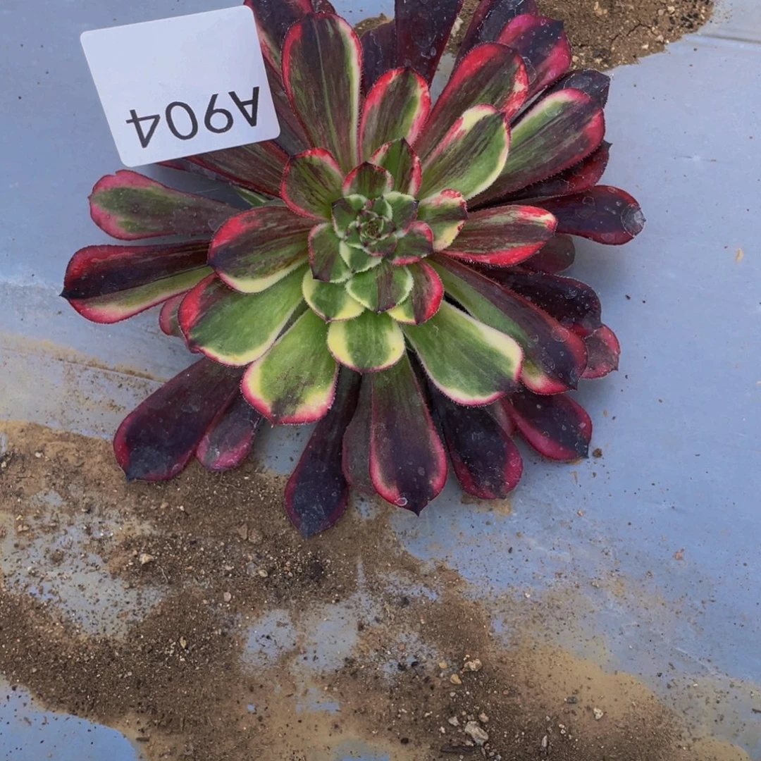 904同花顺花脸多肉