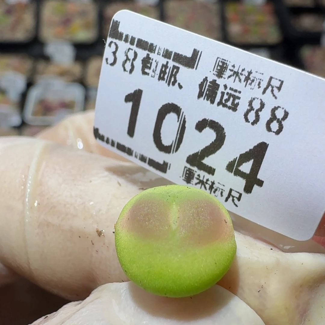 zzz生石花肉锥1024