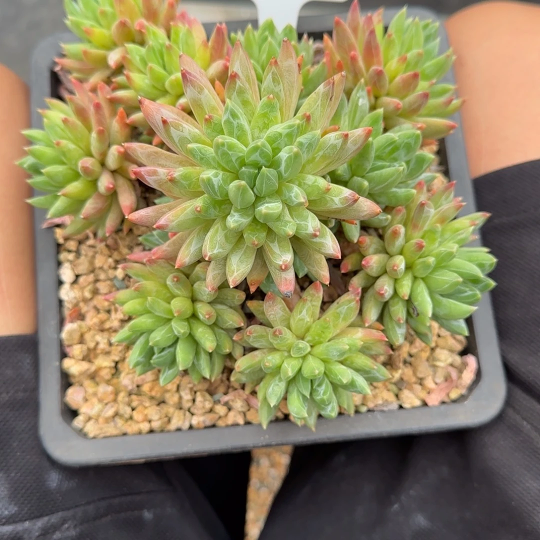 一物一拍炫彩星104