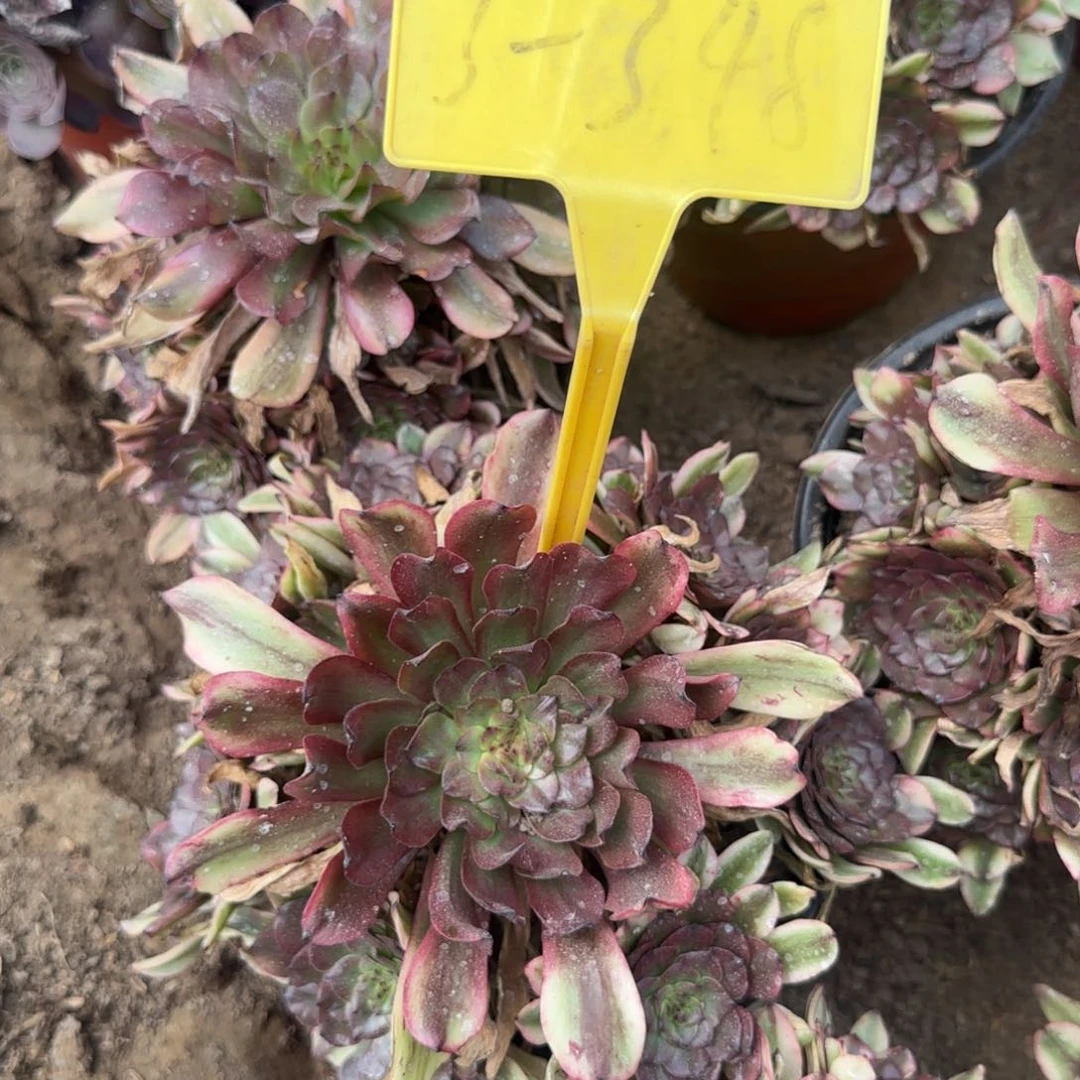 完全开放3-348+++油画少女