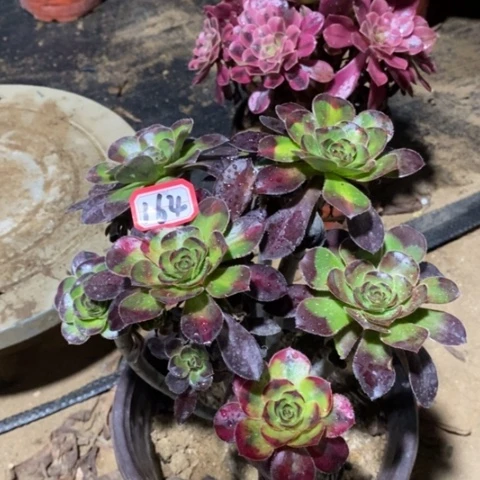 花蝴蝶一物一拍，