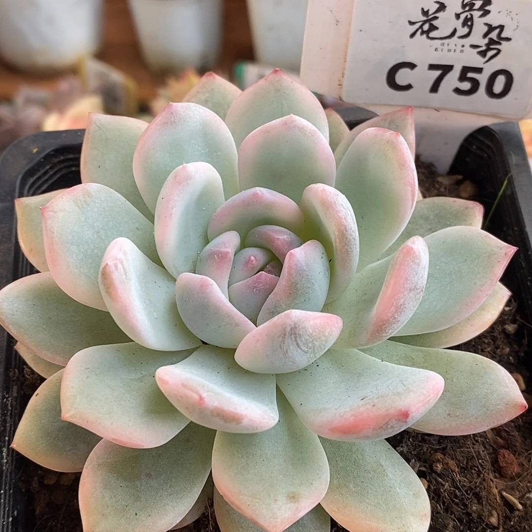 750梦露哈哈哈哈哈