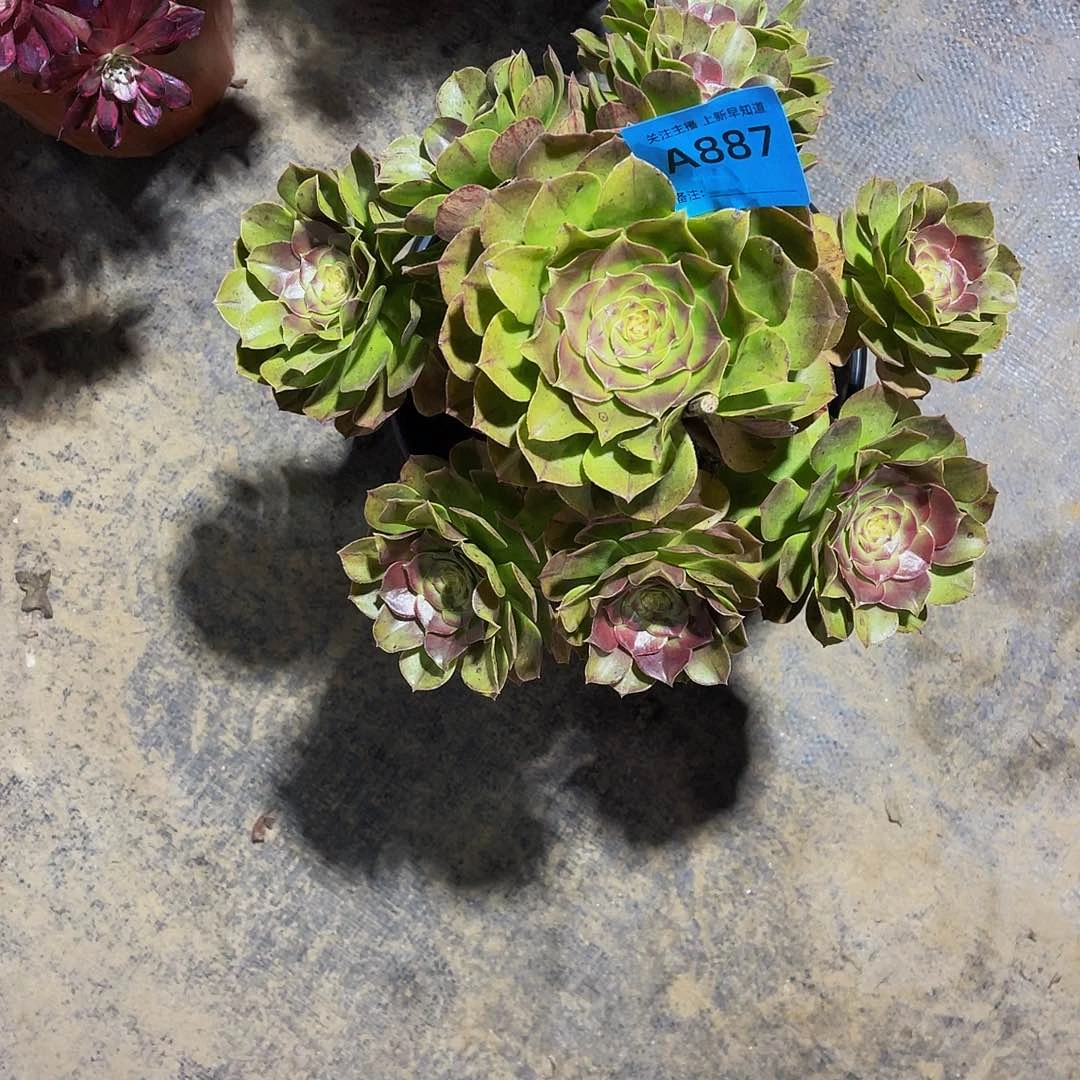 万圣节887福利法师