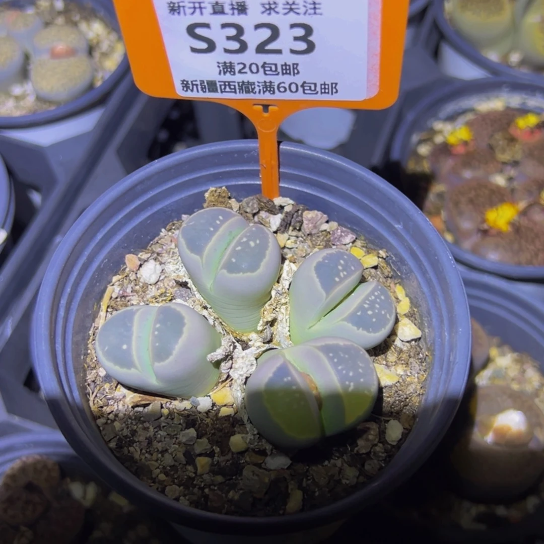 323 一物一拍，默认有伤，介意勿拍，不退不换