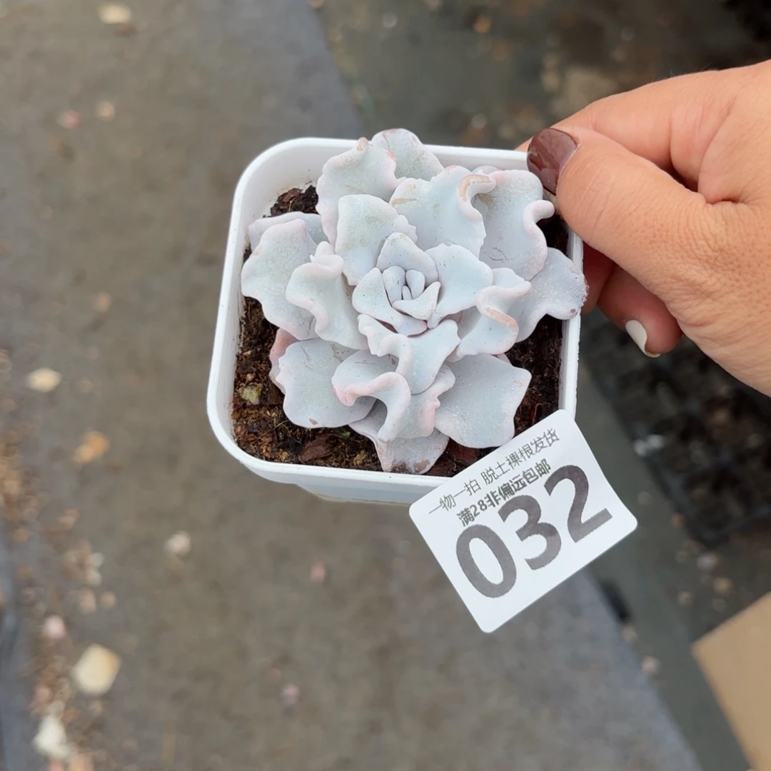 ****芭蕾舞者无盆土发货