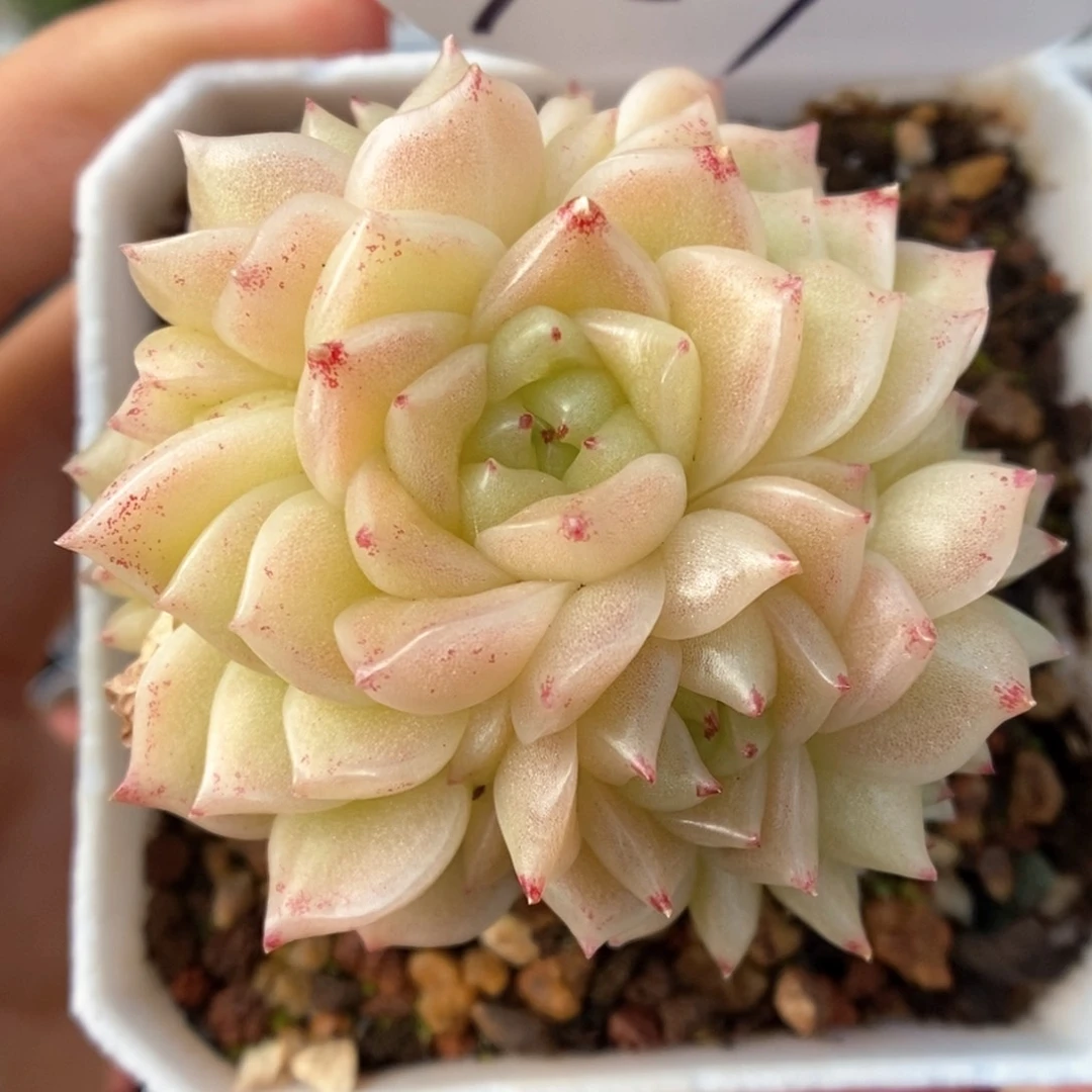 橘柚麦杆群生可拍959号