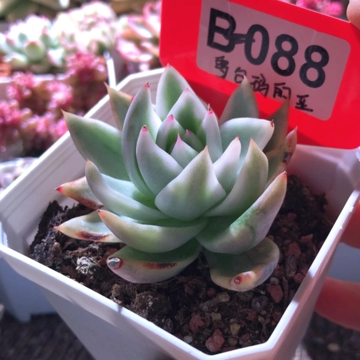 雪白玛利亚覆轮锦有根