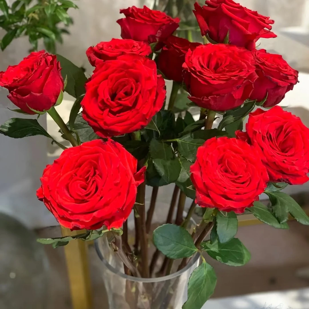 珍爱单头玫瑰20支四单发顺丰两单发中通