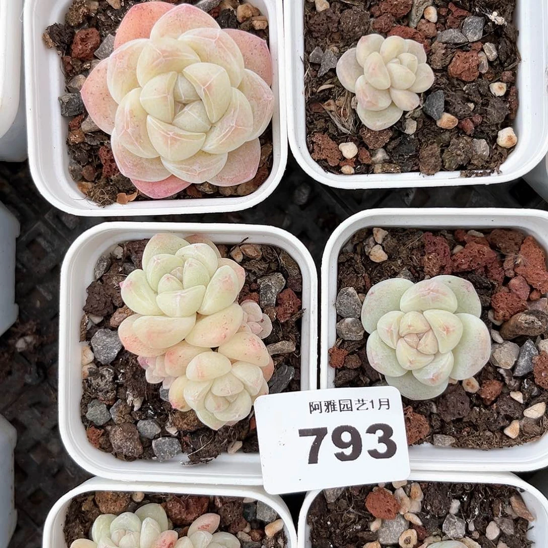 阿雅园艺。       793