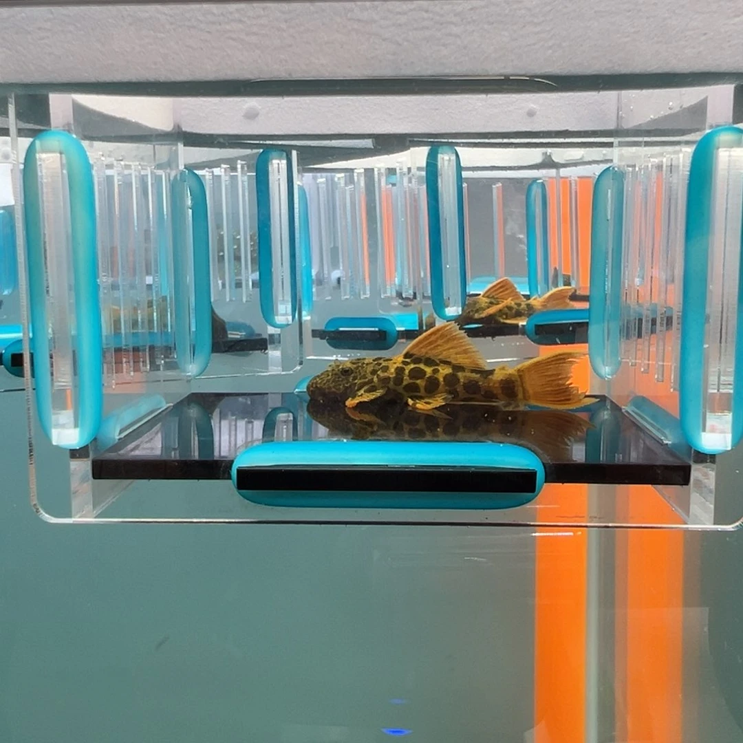 清道夫录完整开箱视频、入缸不包损5