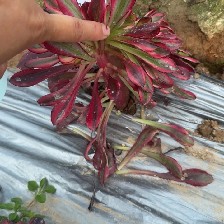 6929三号棚香奈尔缀D