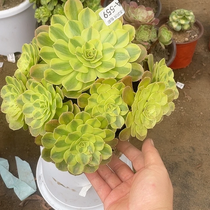 559雨荷多肉植物福利