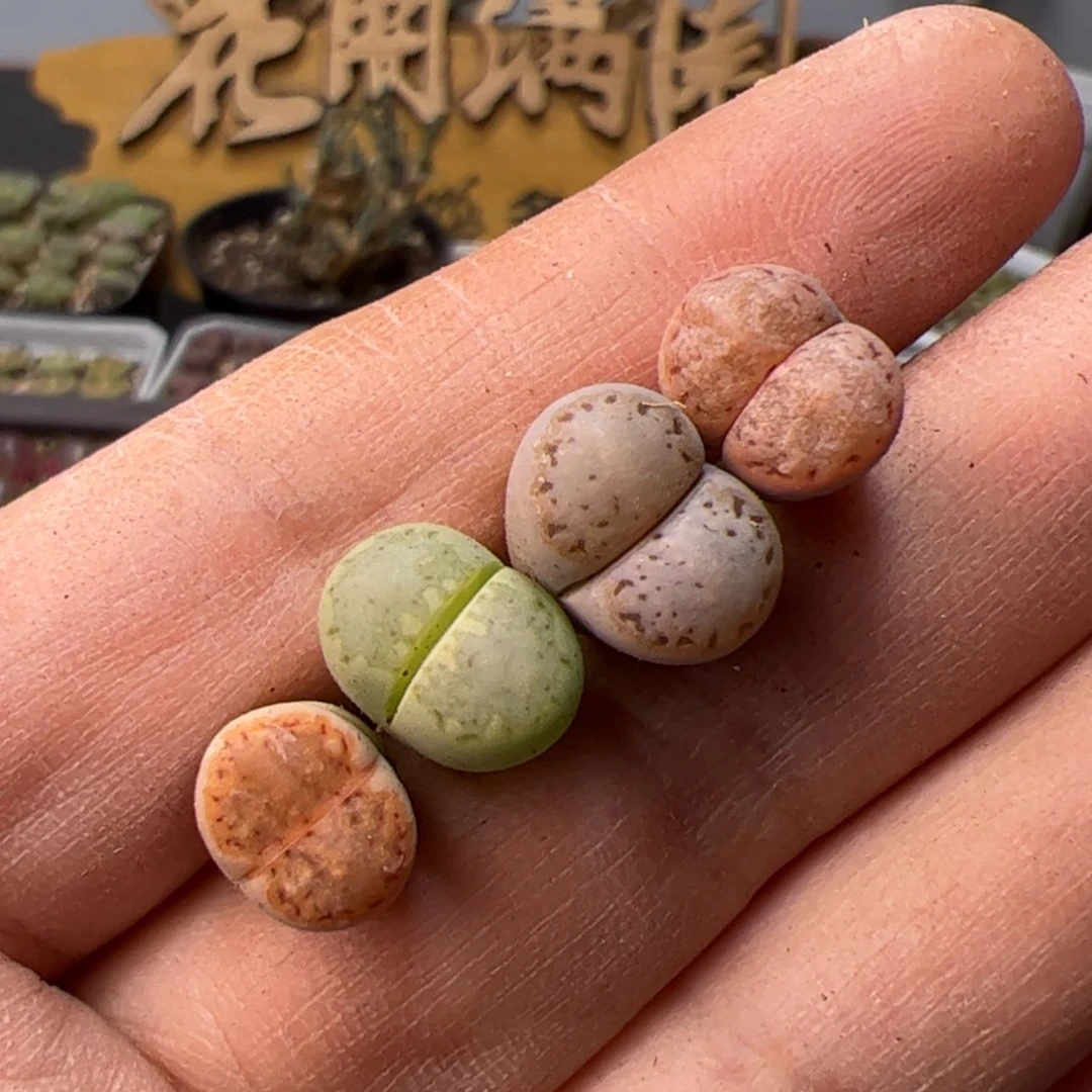 【闪购商品】00000000037