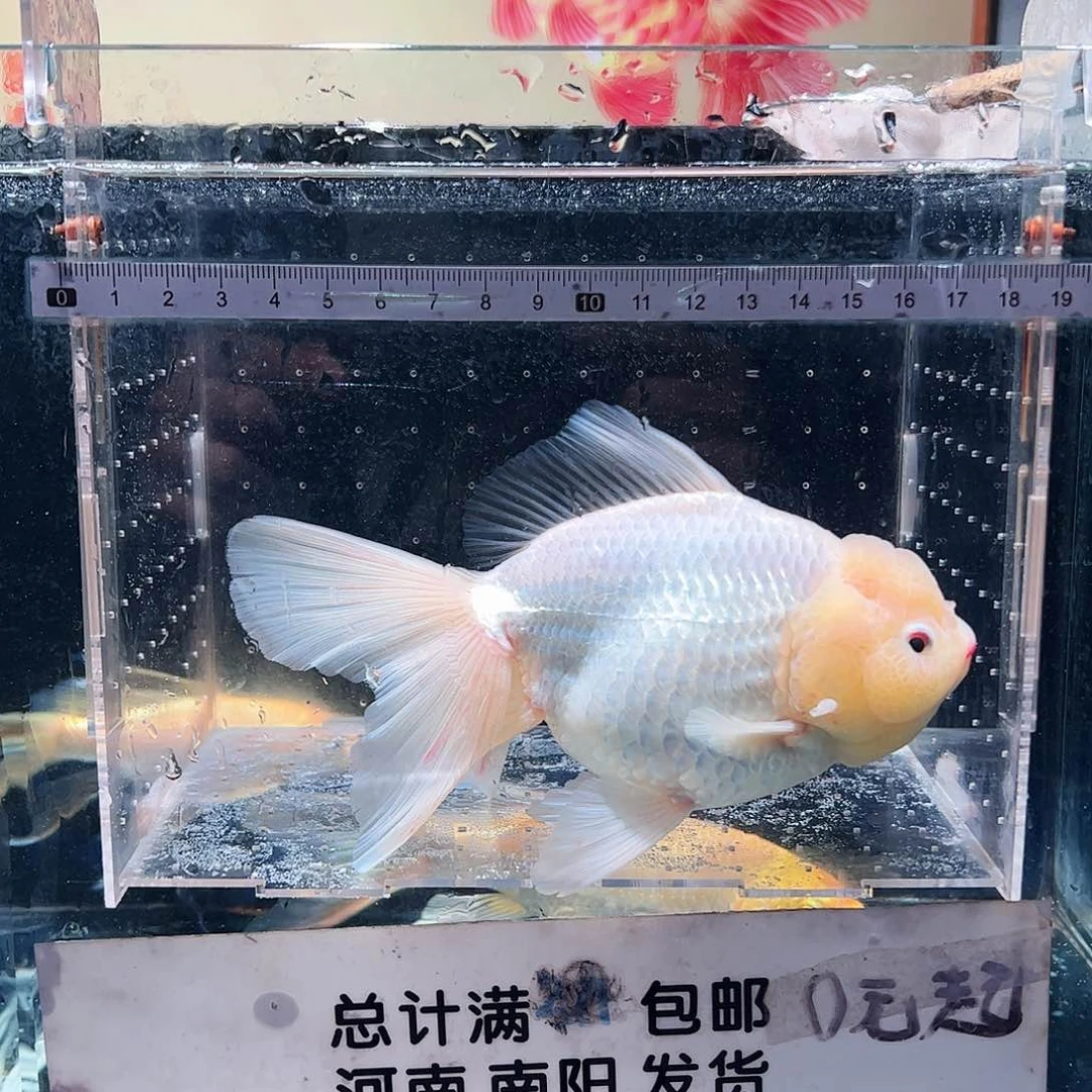 金鱼1111111111111111