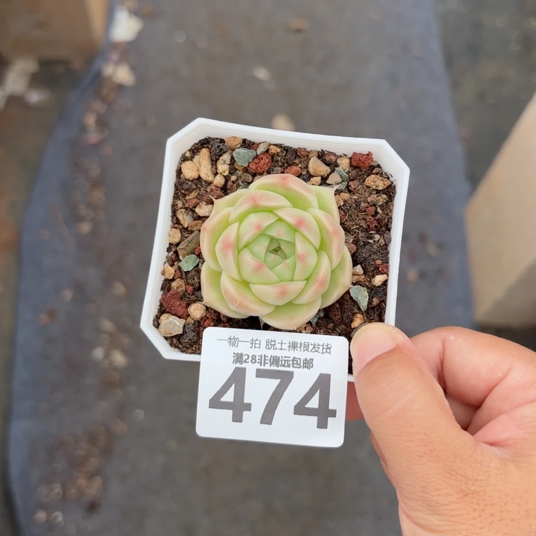 阿祖单头无盆土发货