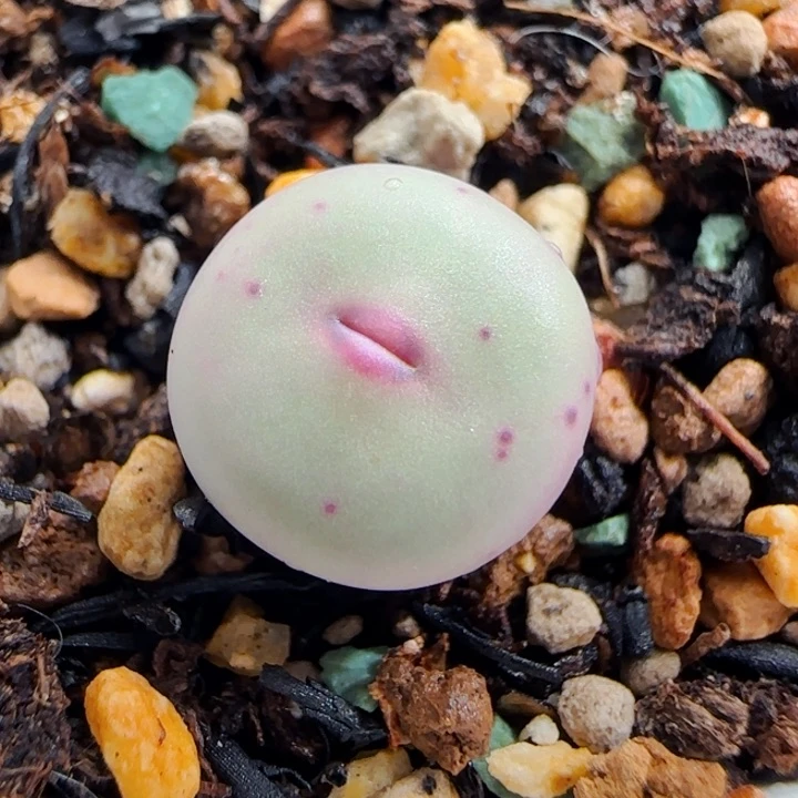 甜***³多肉24号V杂红嘴特价一颗