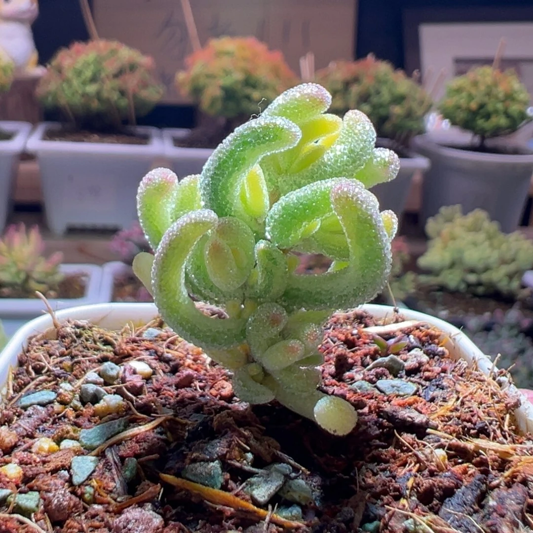 429钻石黄一物一拍包开箱