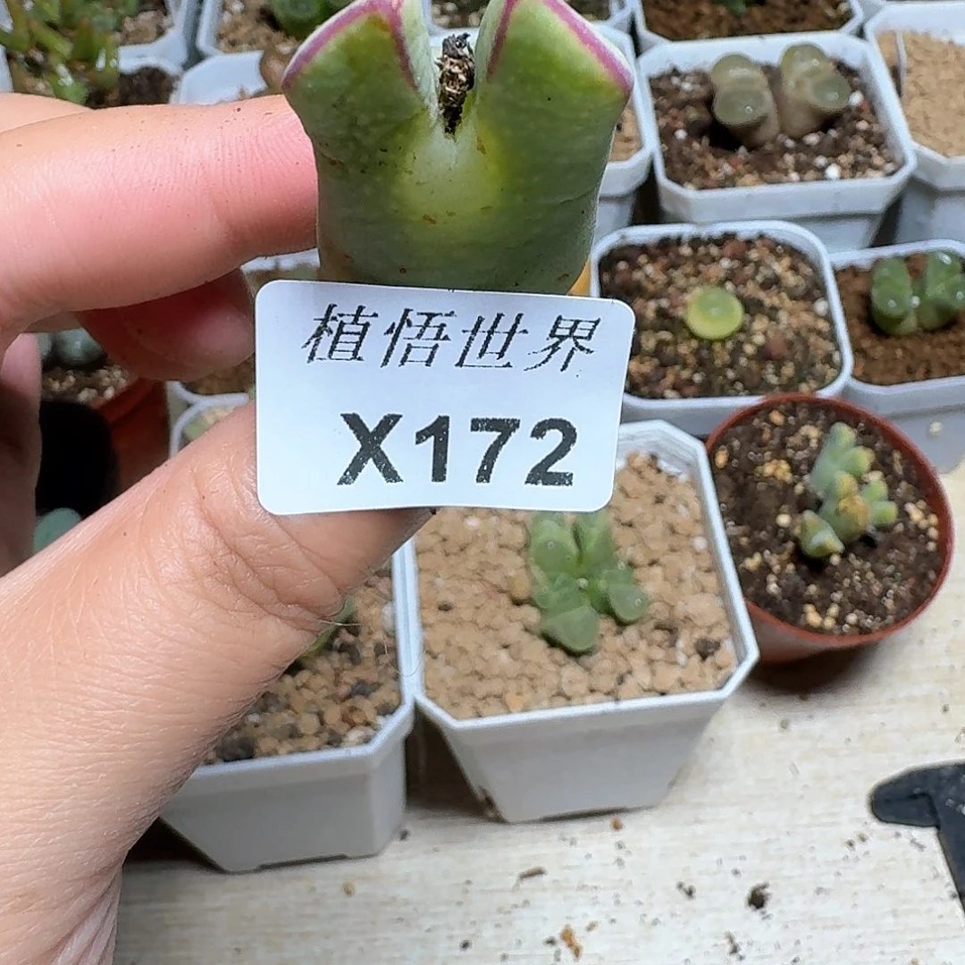 172号多肉植物哇f g g